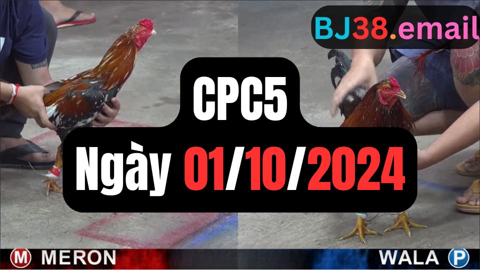 Đá gà thomo CPC5 ngày 01-10-2024