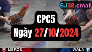 Đá gà thomo CPC5 ngày 27-10-2024