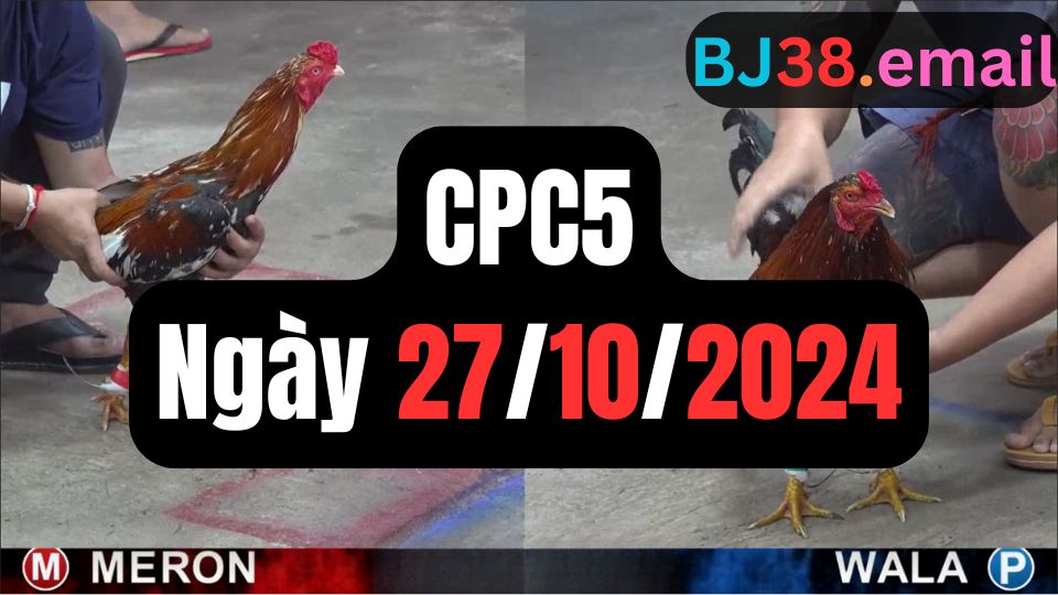 Đá gà thomo CPC5 ngày 27-10-2024