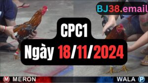 Đá gà thomo CPC1 ngày 18-11-2024