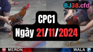 Đá gà thomo CPC1 ngày 21-11-2024