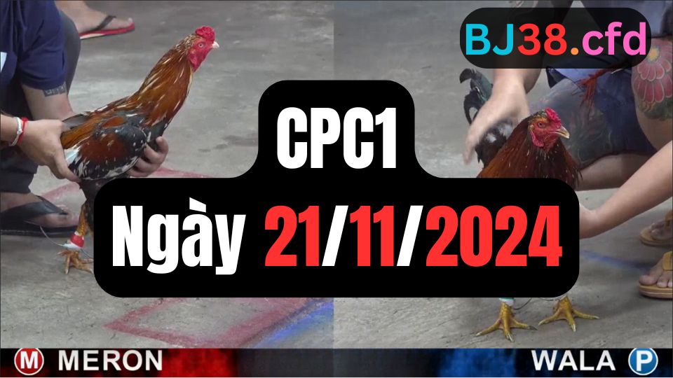 Đá gà thomo CPC1 ngày 21-11-2024