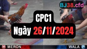 Đá gà thomo CPC1 ngày 26-11-2024