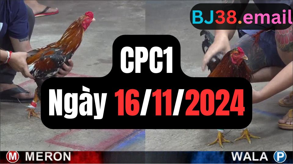 Đá gà thomo CPC1 ngày 16-11-2024