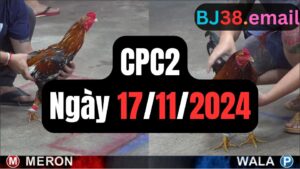 Đá gà thomo CPC2 ngày 17-11-2024