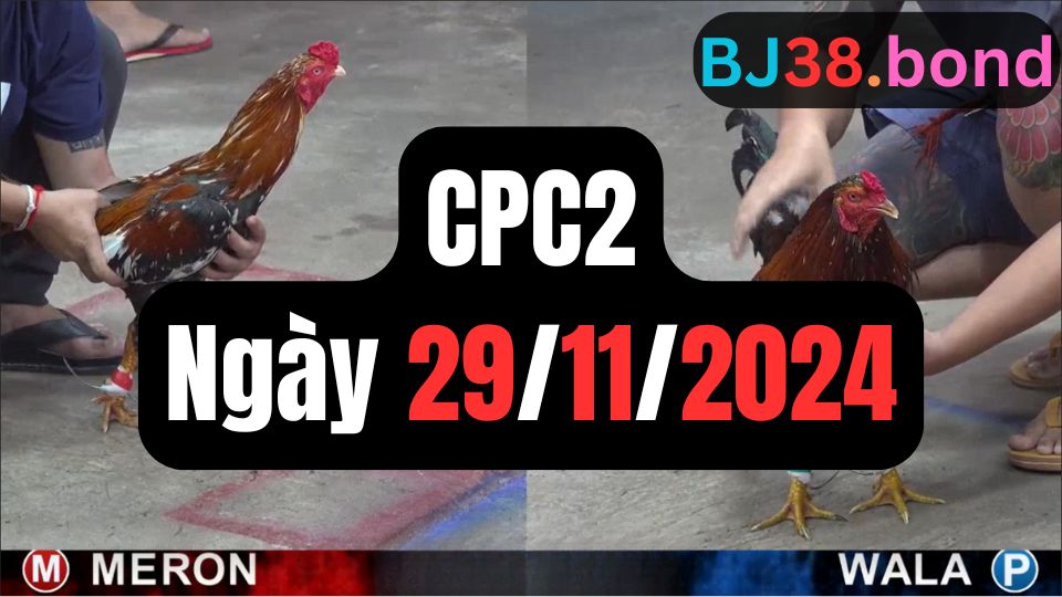 Đá gà thomo CPC2 ngày 29-11-2024