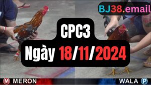 Đá gà thomo CPC3 ngày 18-11-2024