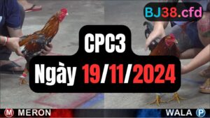 Đá gà thomo CPC3 ngày 19-11-2024