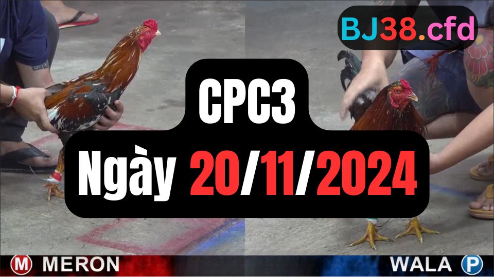 Đá gà thomo CPC3 ngày 20-11-2024