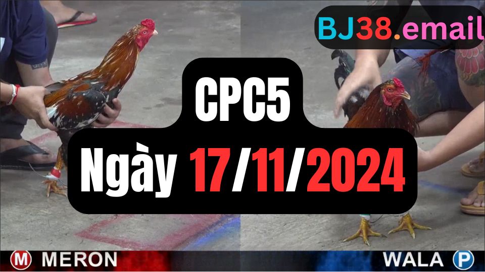 Đá gà thomo CPC5 ngày 17-11-2024