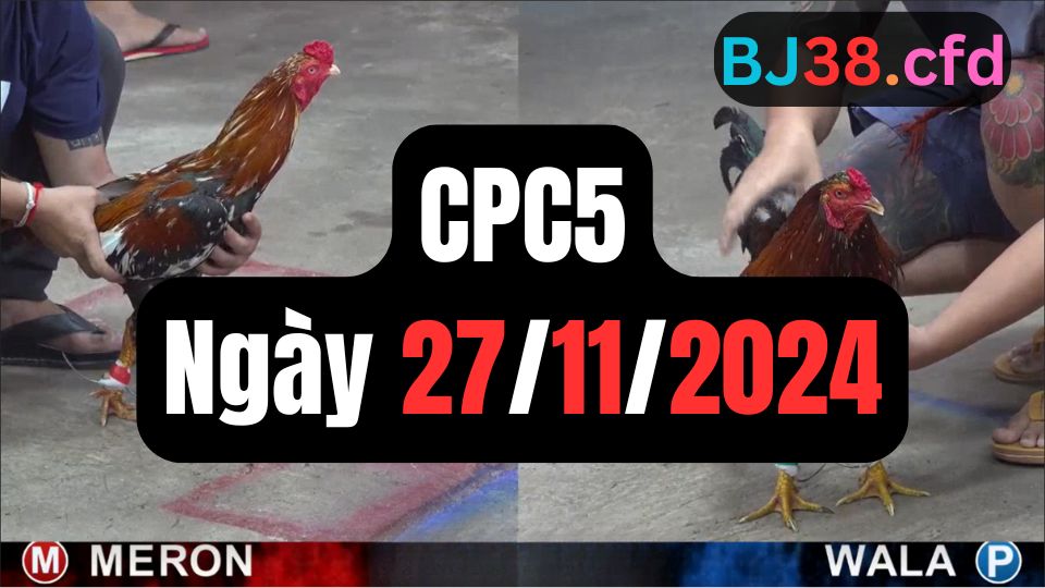 Đá gà thomo CPC5 ngày 27-11-2024