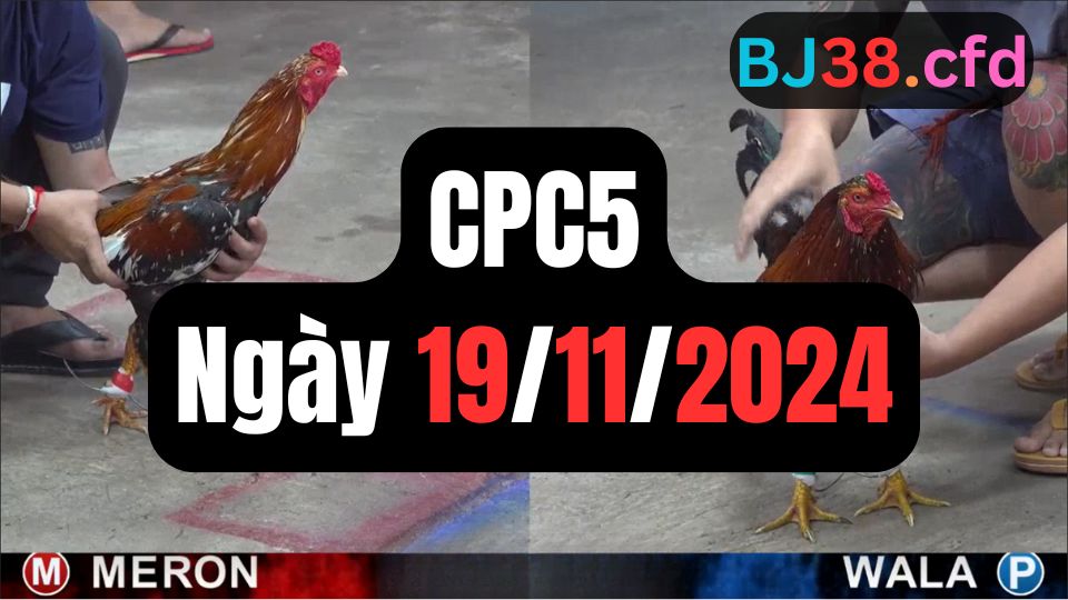 Đá gà thomo CPC5 ngày 19-11-2024