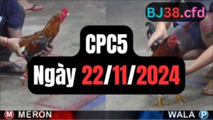 Đá gà thomo CPC5 ngày 22-11-2024